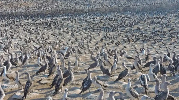 En Perú reportan muerte de aves y lobos marinos. Se investigan las causas para esta última especie. Foto: Sernanp
